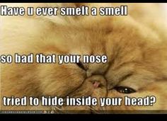 stinky smell cat